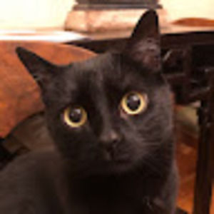 Meet your Posher, Suzy